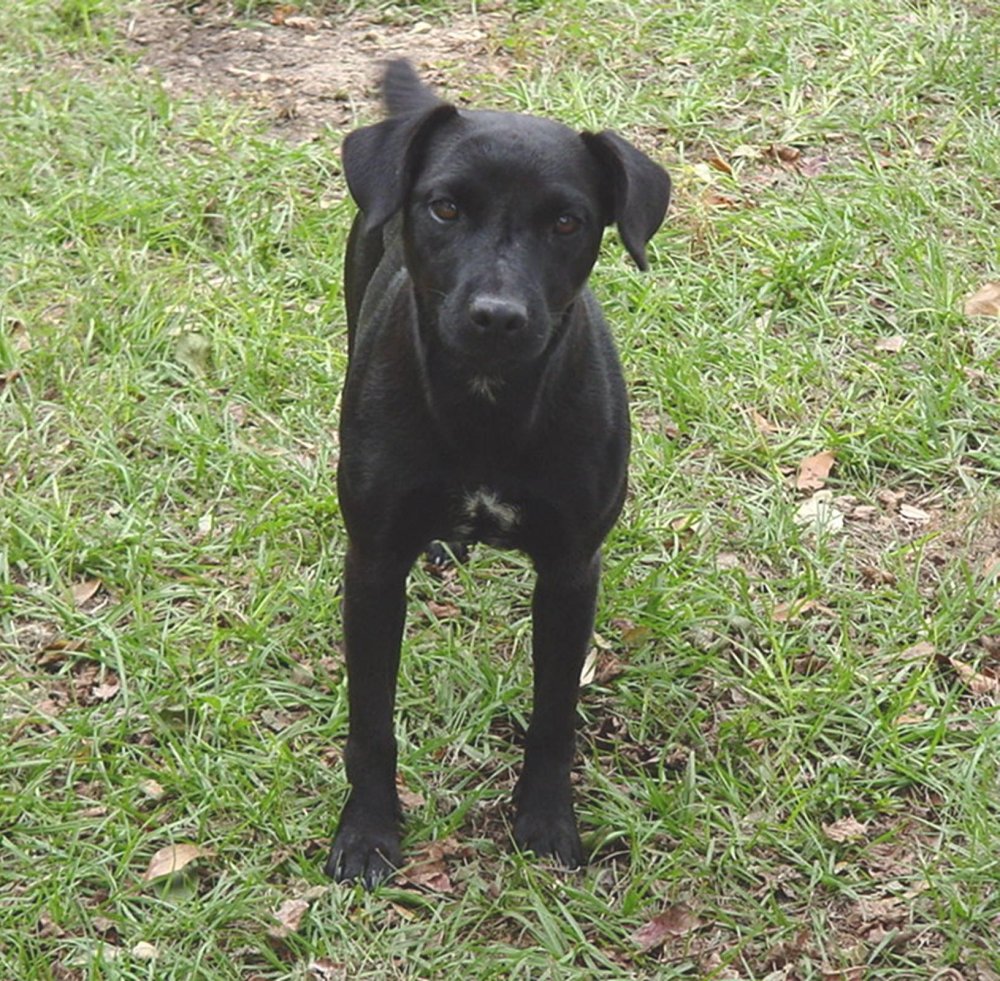 Patterdale Terrier Dog Breed Image 1