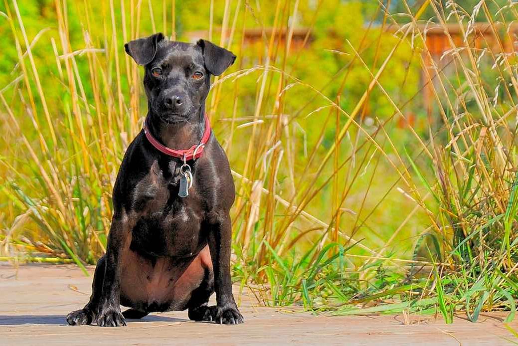 Patterdale Terrier Dog Breed Image 15