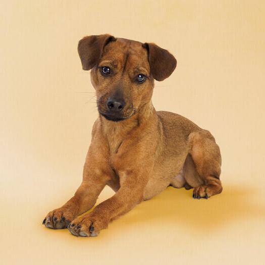 Patterdale Terrier Dog Breed Image 19