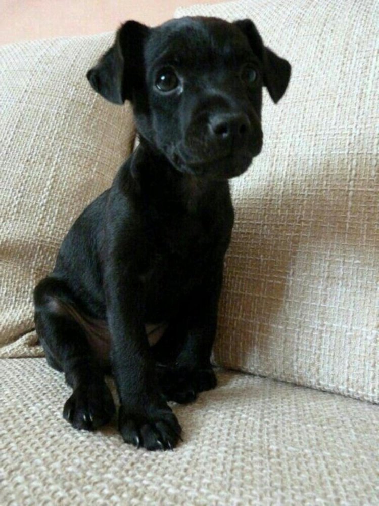 Patterdale Terrier Dog Breed Image 20