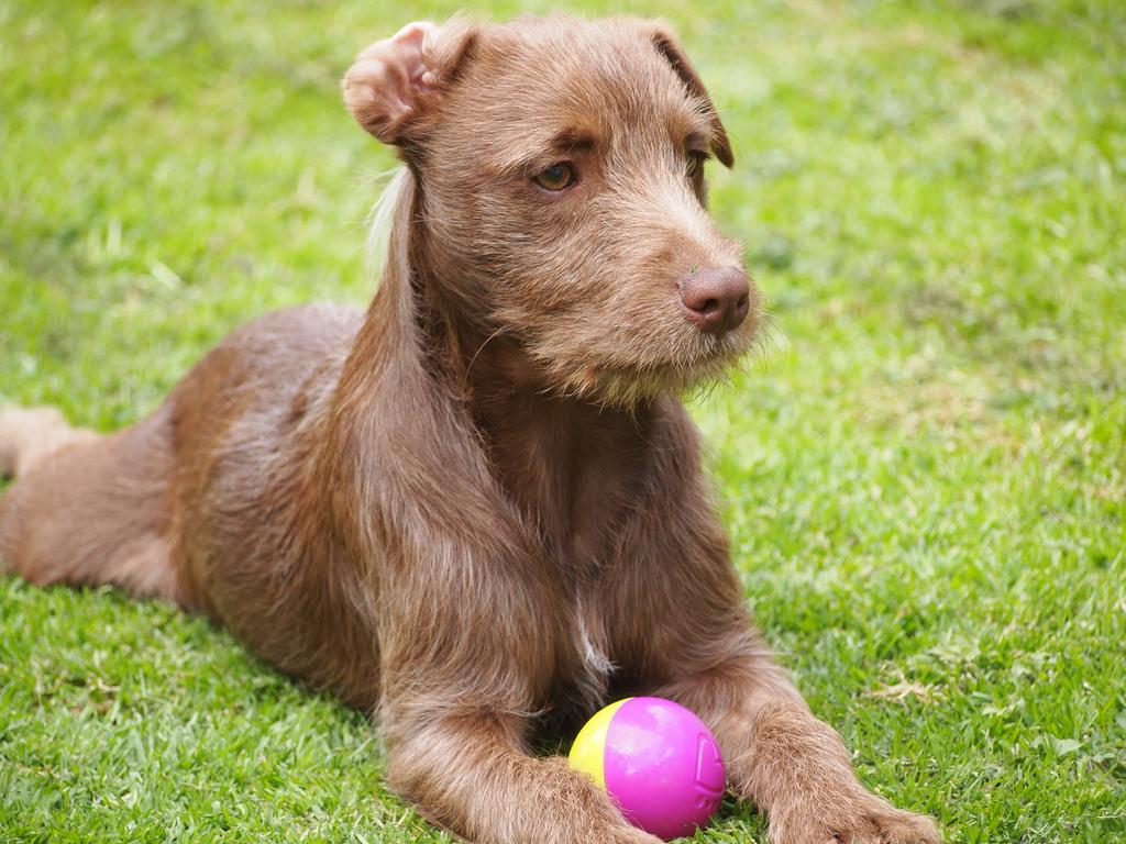 Patterdale Terrier Dog Breed Image 8