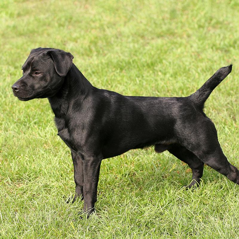 Patterdale Terrier Dog Breed Image 9