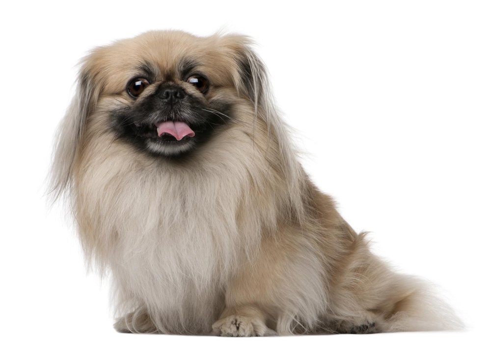 Pekingese Dog Breed Image 1