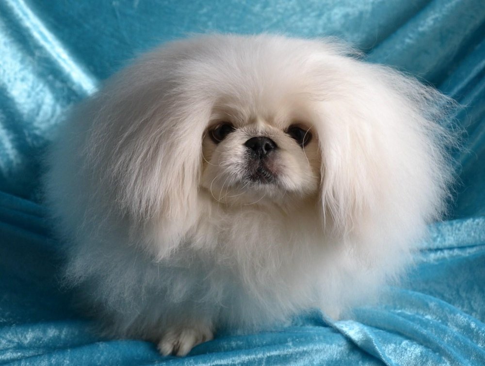 Pekingese Dog Breed Image 13