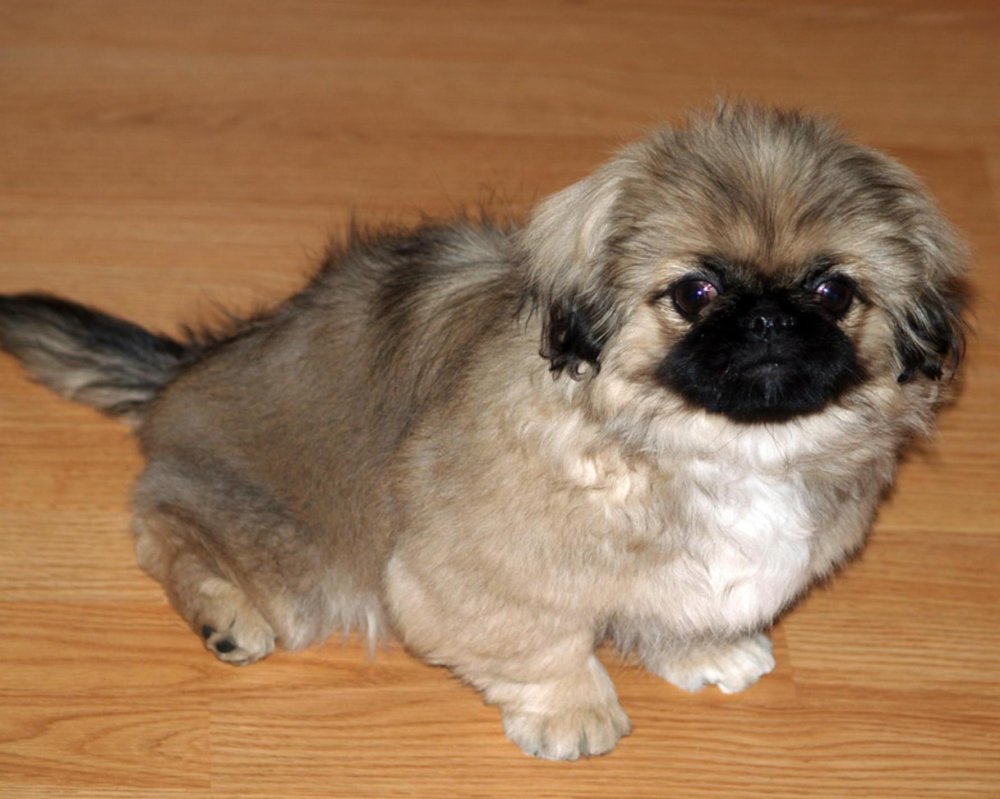 Pekingese Dog Breed Image 15