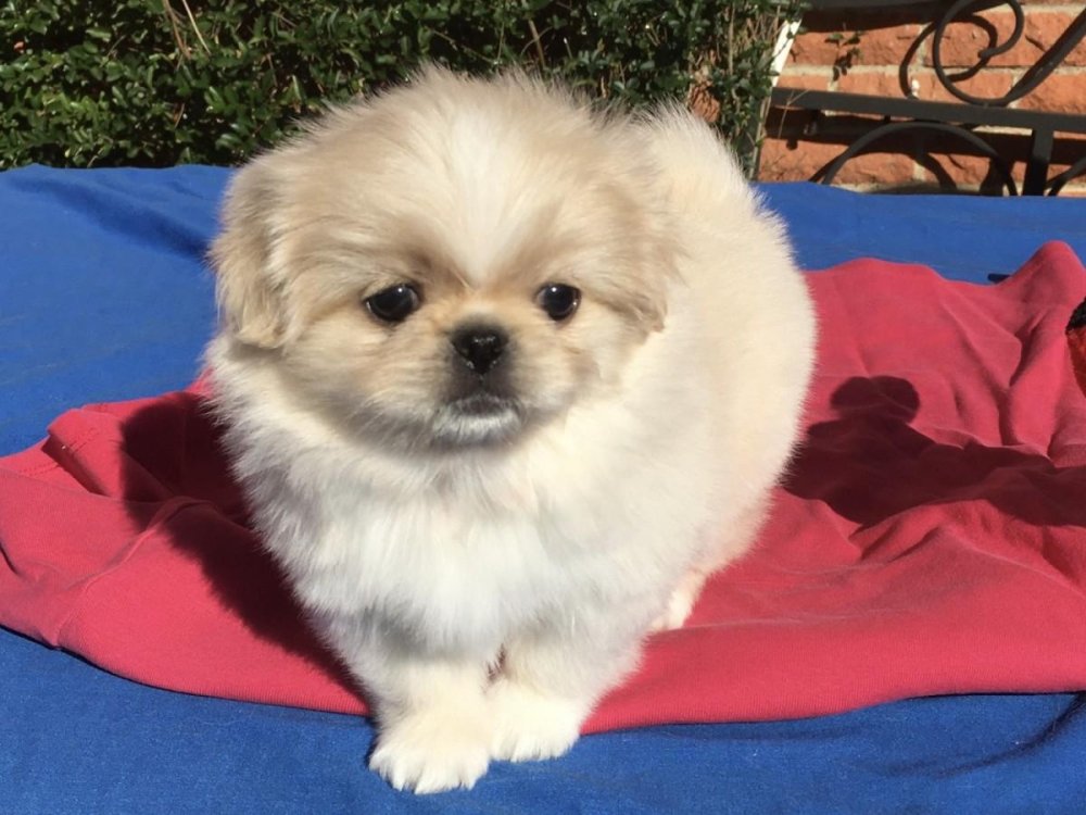 Pekingese Dog Breed Image 19