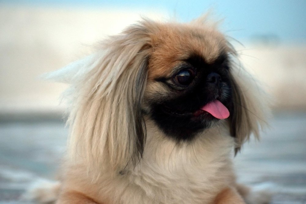 Pekingese Dog Breed Image 2