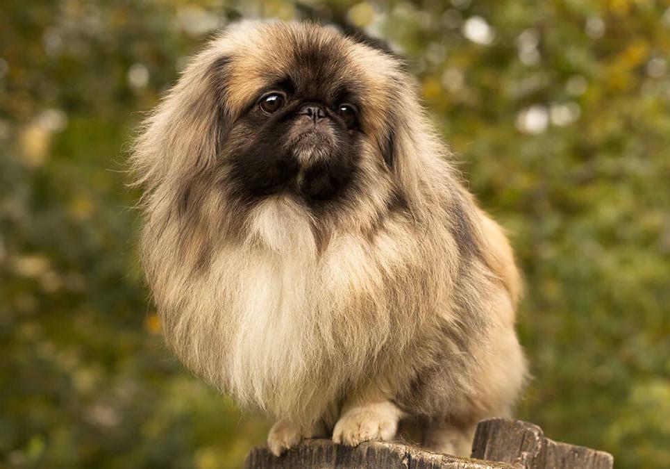 Pekingese Dog Breed Image 20