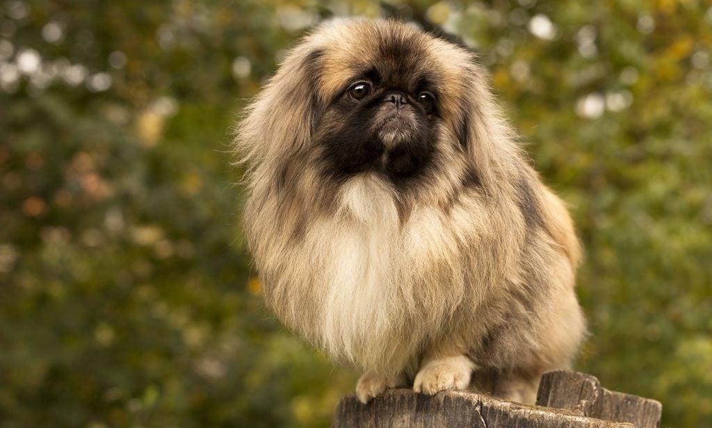 Pekingese Dog Breed Image 3