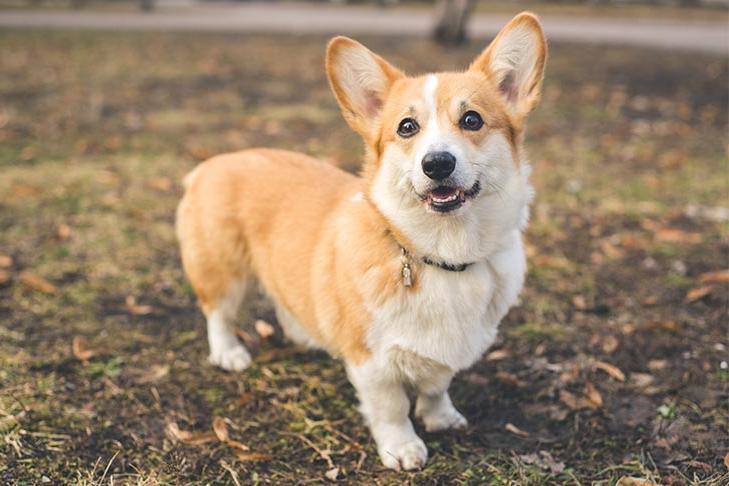 Pembroke Welsh Corgi Dog Breed Image 10