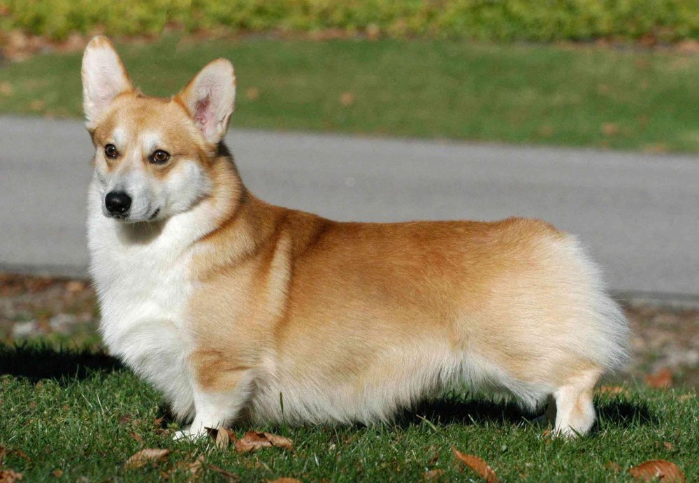 Pembroke Welsh Corgi Dog Breed Image 11