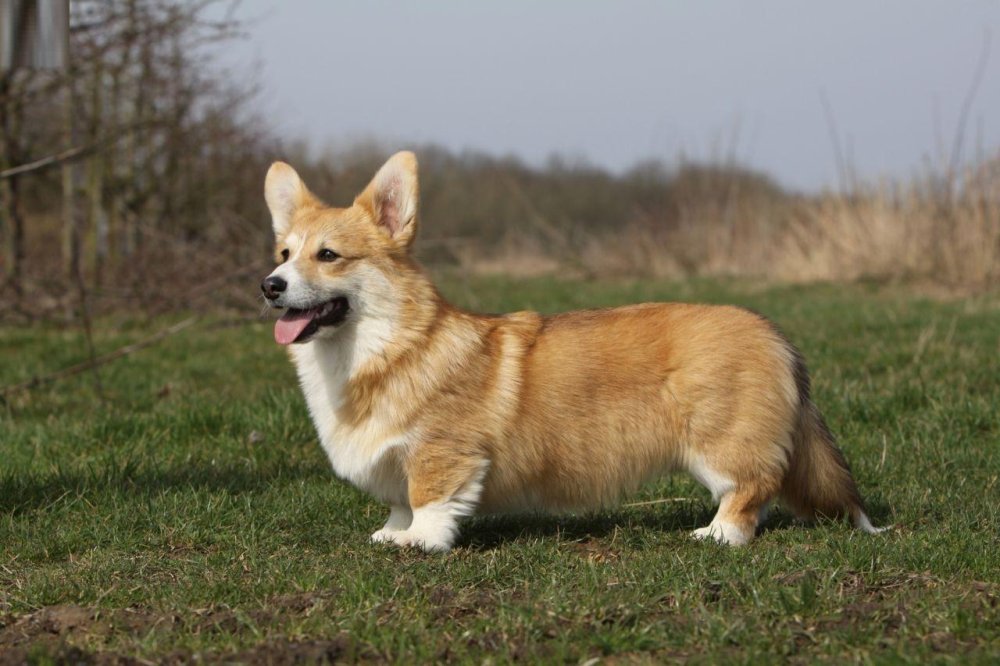 Pembroke Welsh Corgi Dog Breed Image 13