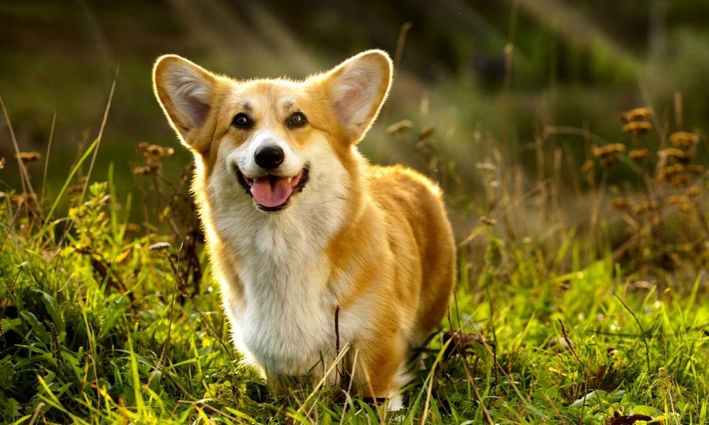 Pembroke Welsh Corgi Dog Breed Image 16