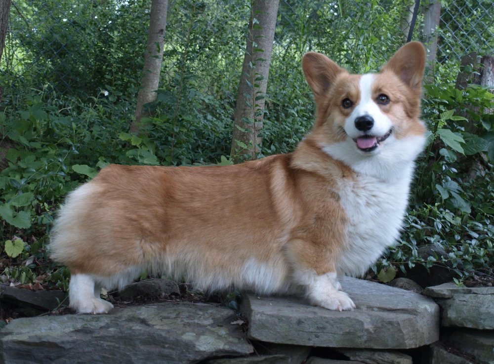 Pembroke Welsh Corgi Dog Breed Image 5