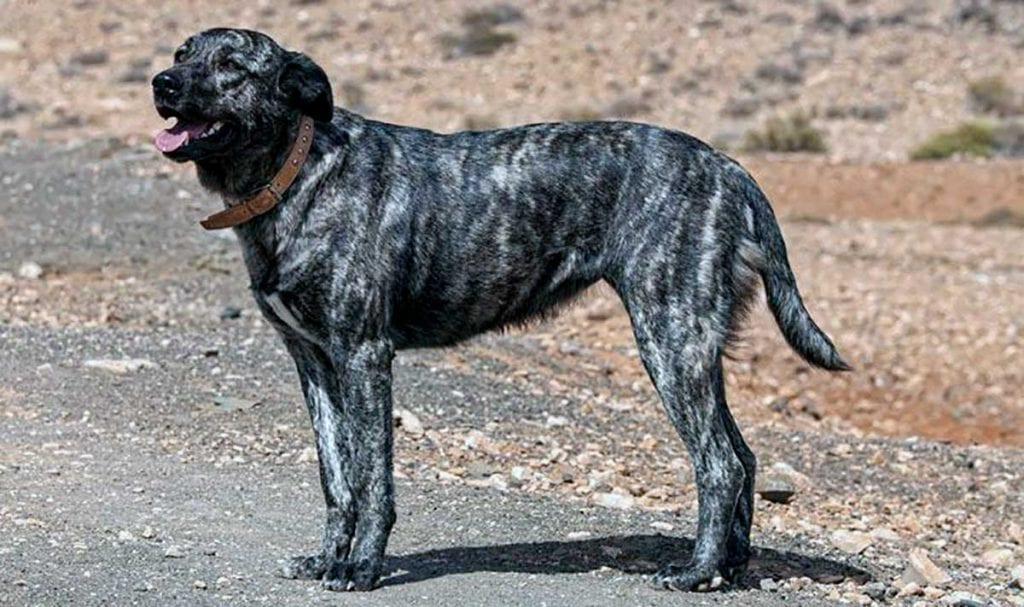 Perro Majorero Dog Breed Image 13