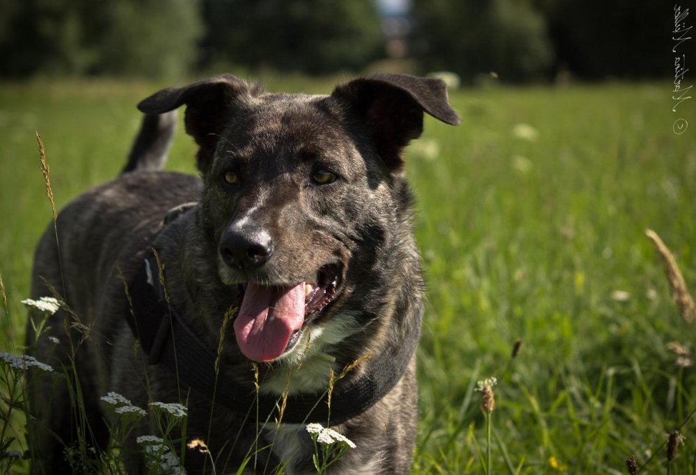 Perro Majorero Dog Breed Image 14