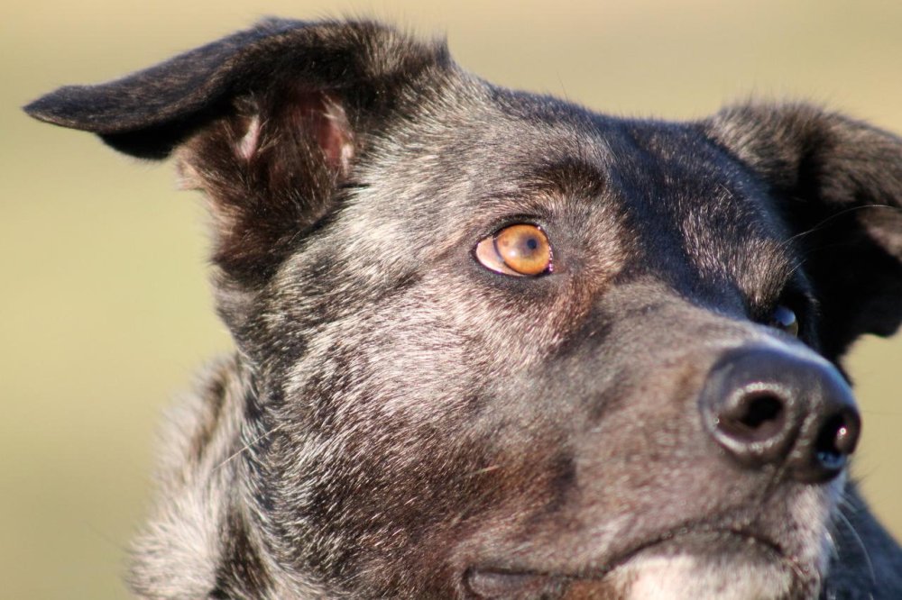 Perro Majorero Dog Breed Image 18