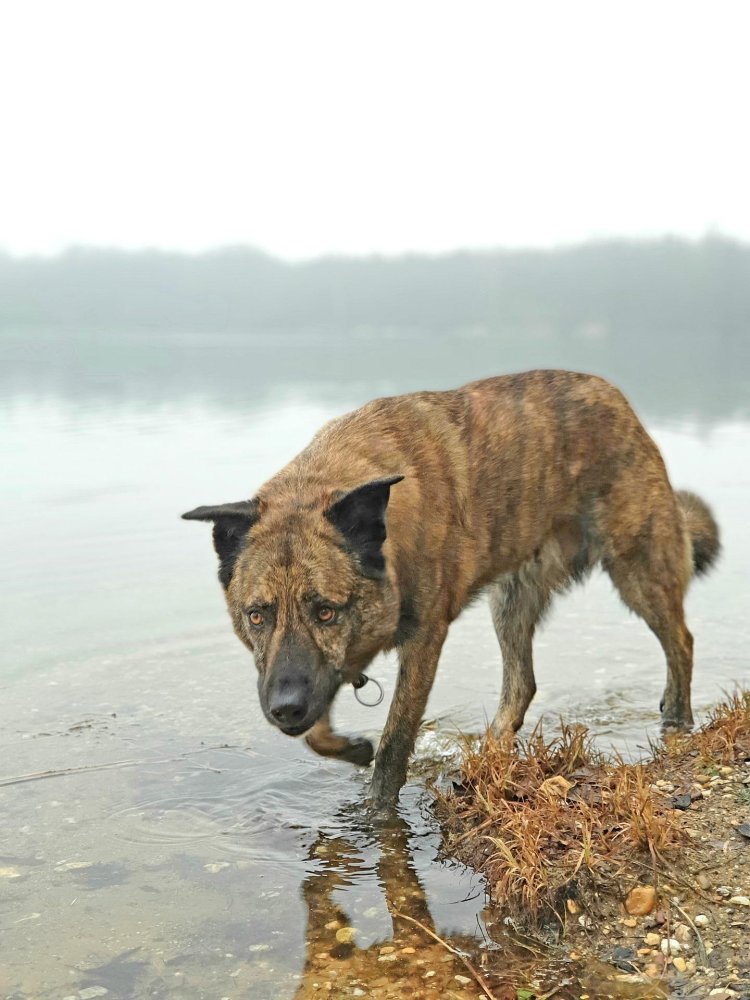 Perro Majorero Dog Breed Image 3