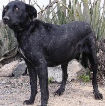 Perro Majorero Dog Breed Image 5