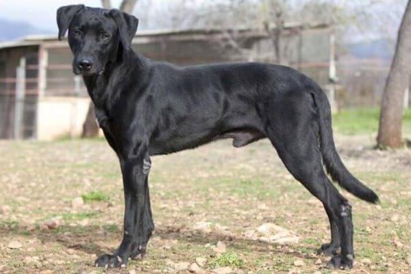 Perro de Pastor Mallorquin Dog Breed Image 12