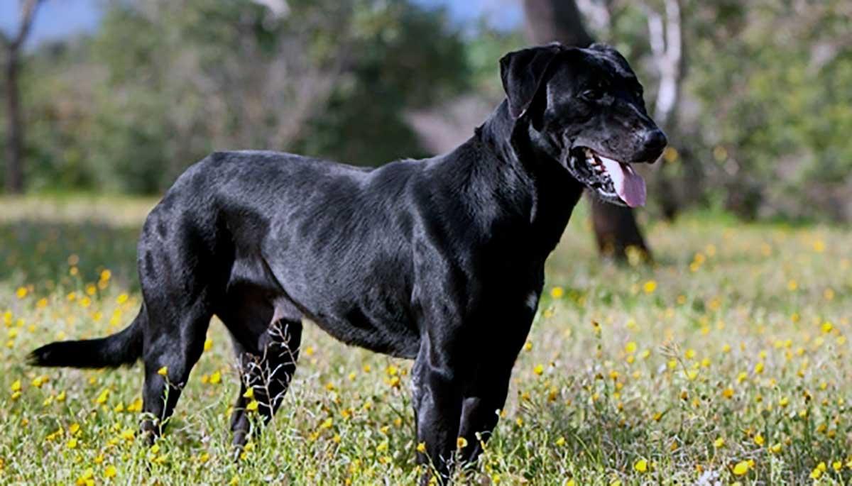 Perro de Pastor Mallorquin Dog Breed Image 15