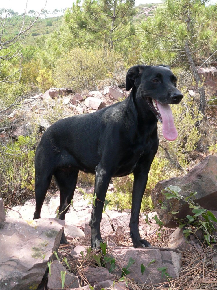 Perro de Pastor Mallorquin Dog Breed Image 19