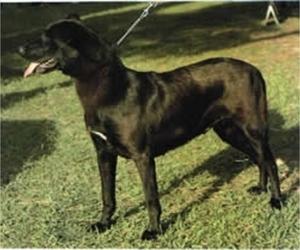 Perro de Pastor Mallorquin Dog Breed Image 20