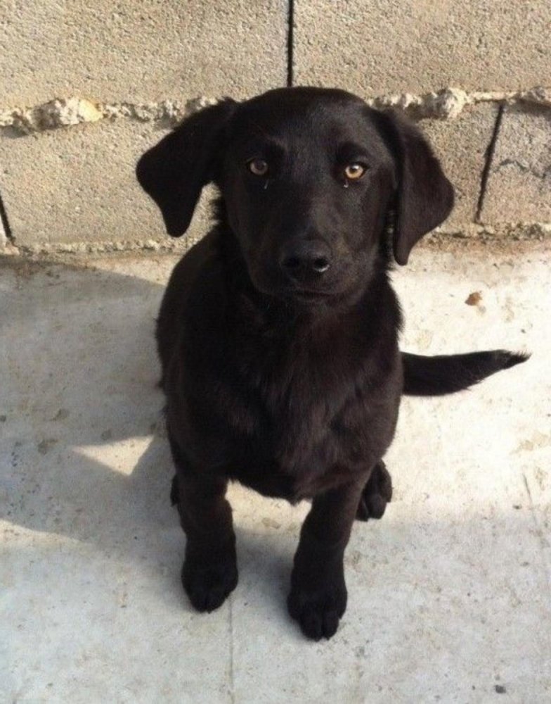 Perro de Pastor Mallorquin Dog Breed Image 4