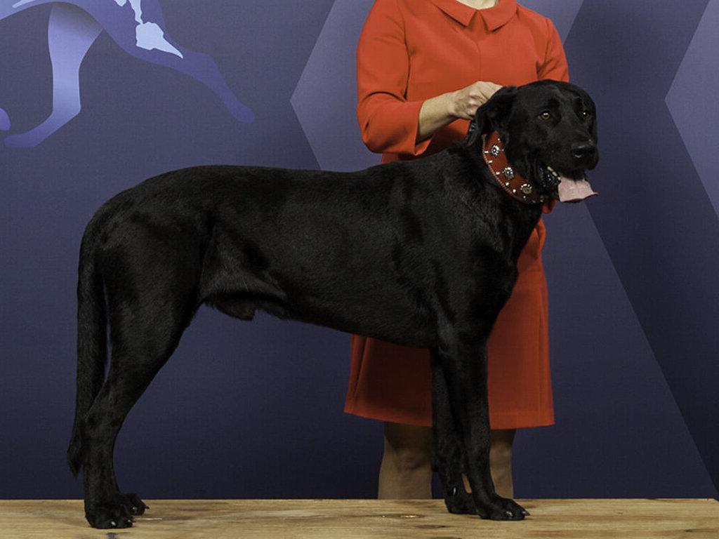 Perro de Pastor Mallorquin Dog Breed Image 6