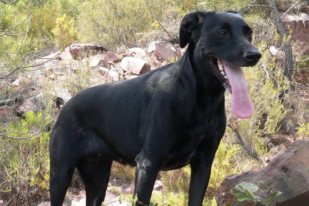 Perro de Pastor Mallorquin Dog Breed Image 7