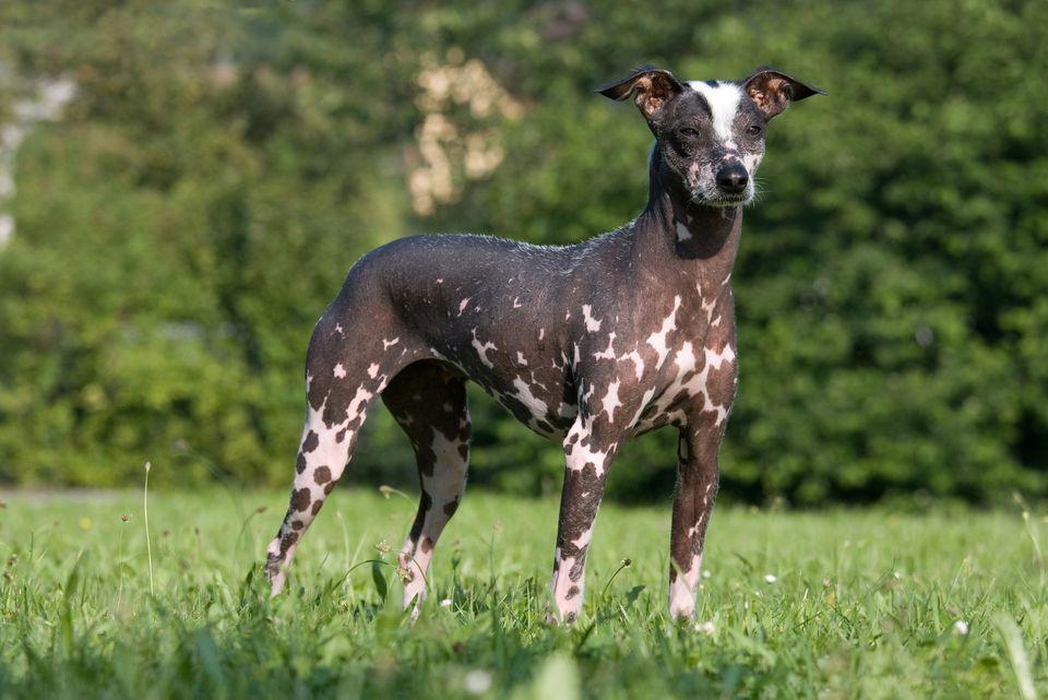 Peruvian Inca Orchid Dog Breed Image 1