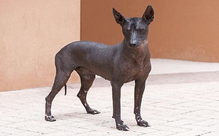 Peruvian Inca Orchid Dog Breed Image 3