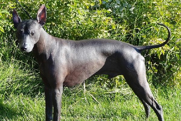 Peruvian Inca Orchid Dog Breed Image 4