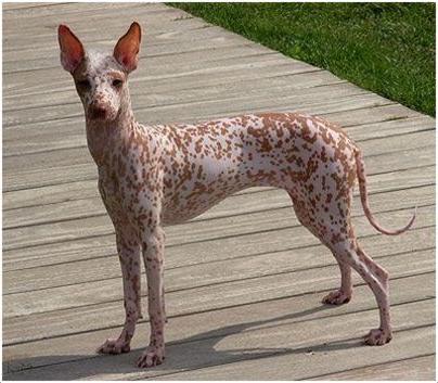 Peruvian Inca Orchid Dog Breed Image 8