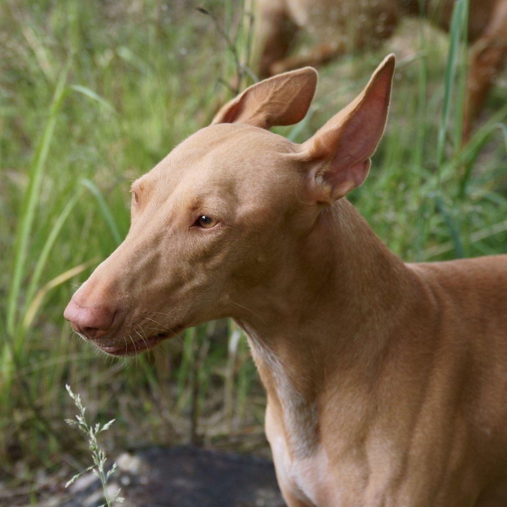 Pharaoh Hound Dog Breed Image 11