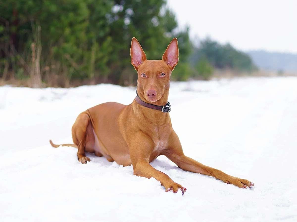 Pharaoh Hound Dog Breed Image 15