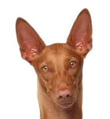 Pharaoh Hound Dog Breed Image 17