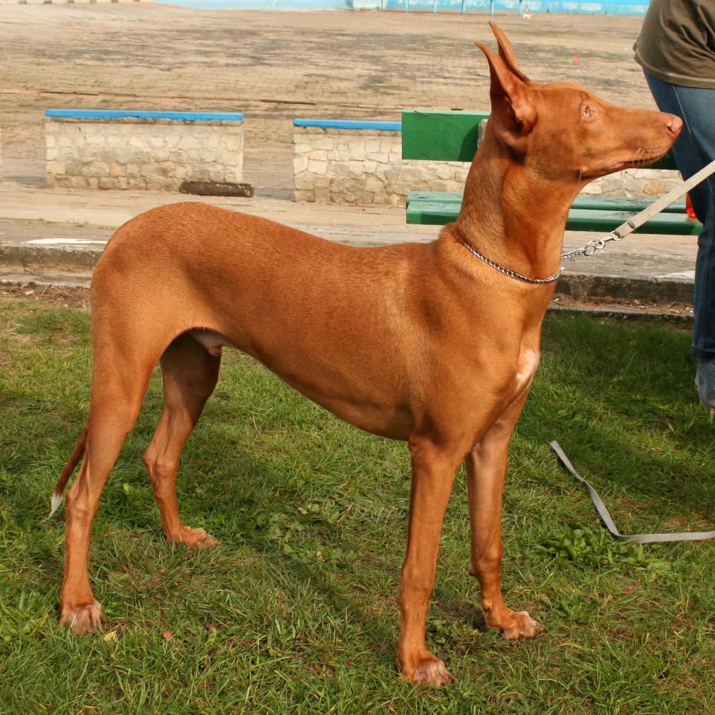 Pharaoh Hound Dog Breed Image 19