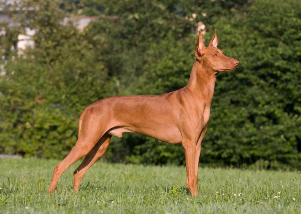 Pharaoh Hound Dog Breed Image 3