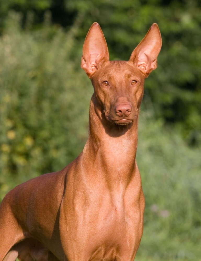 Pharaoh Hound Dog Breed Image 4