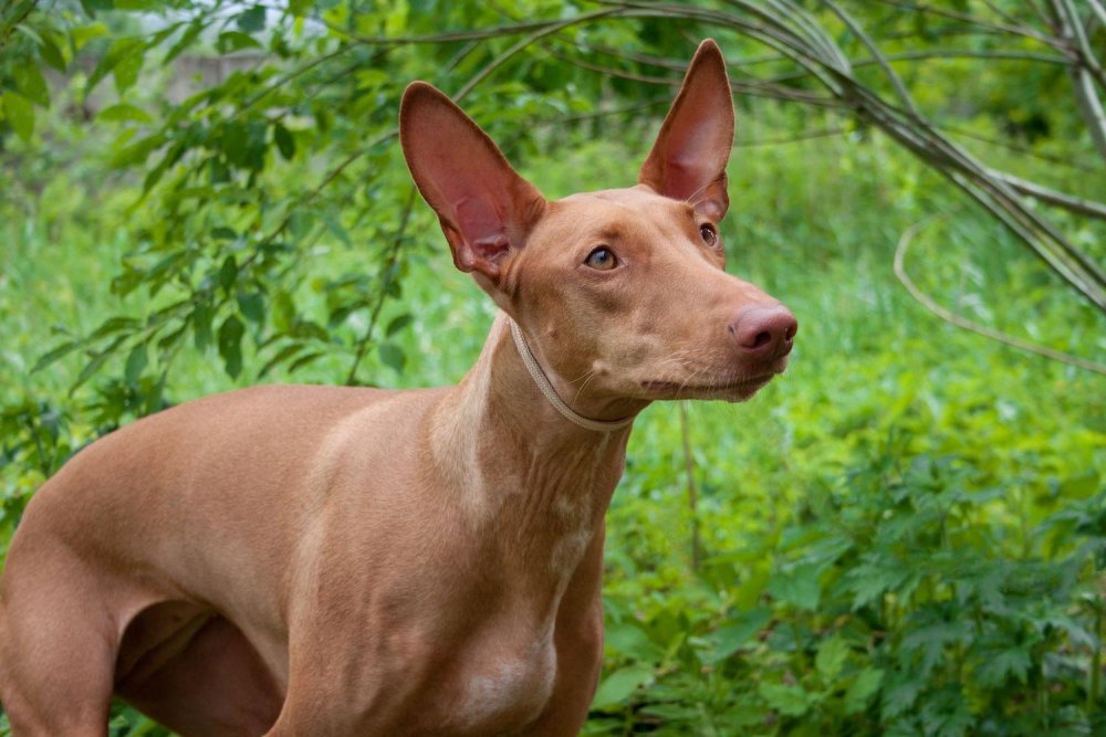 Pharaoh Hound Dog Breed Image 5