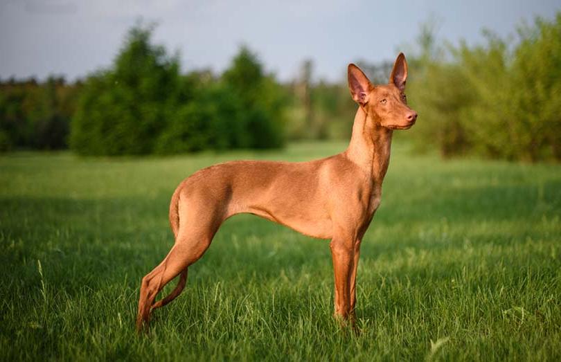 Pharaoh Hound Dog Breed Image 9