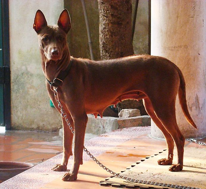 Phu Quoc Ridgeback Dog Breed Image 11