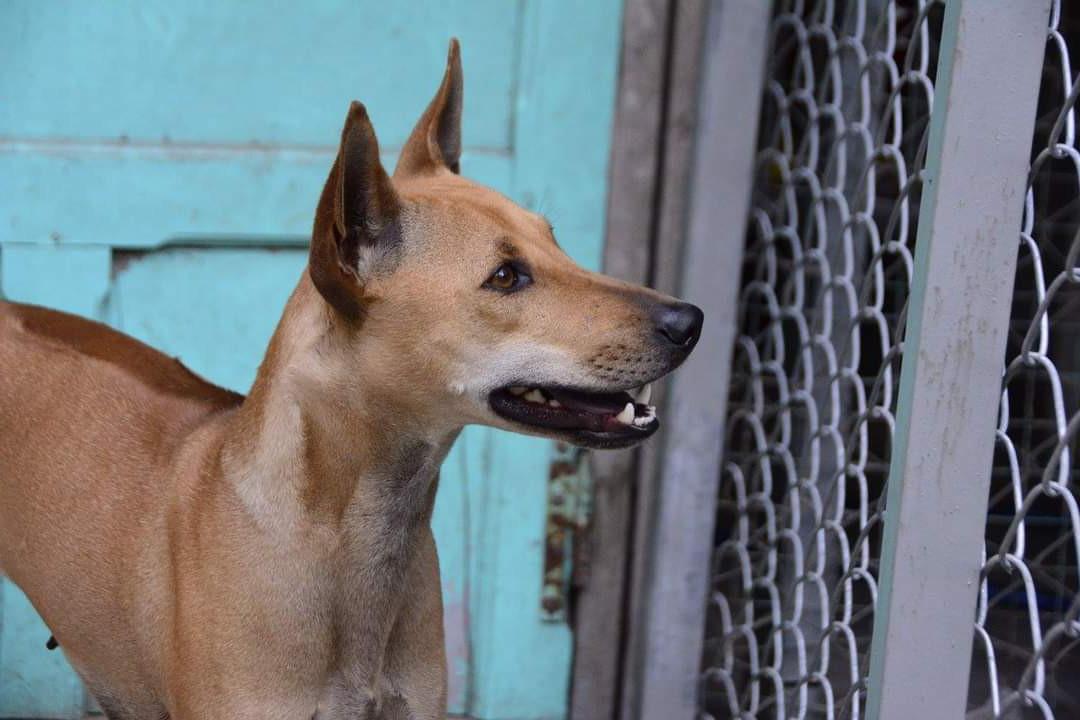 Phu Quoc Ridgeback Dog Breed Image 16