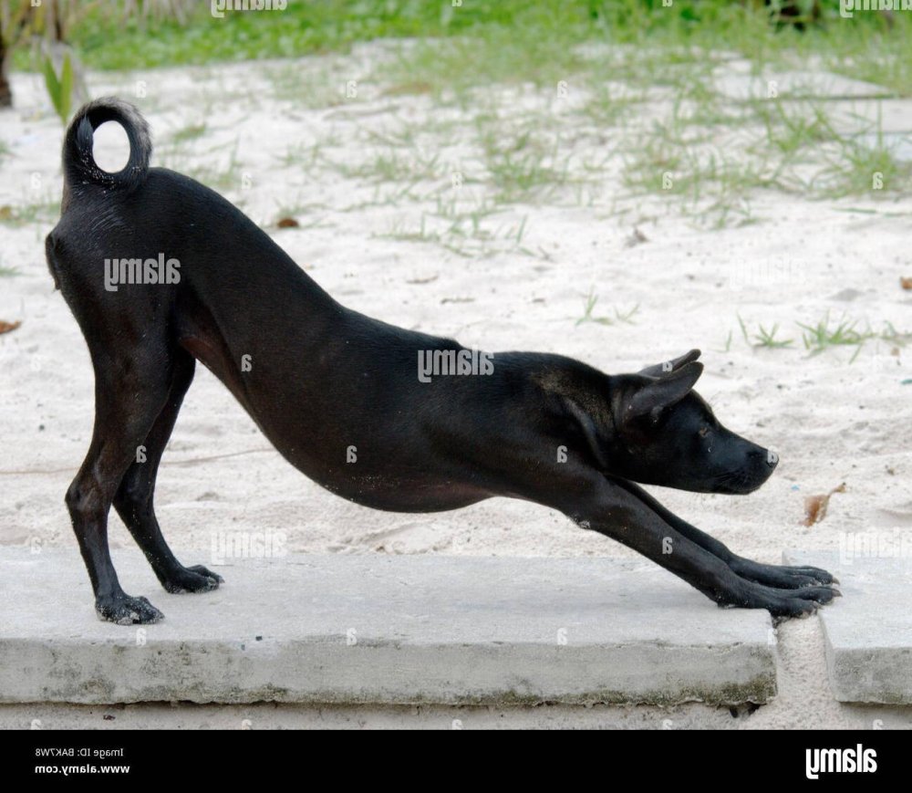 Phu Quoc Ridgeback Dog Breed Image 19