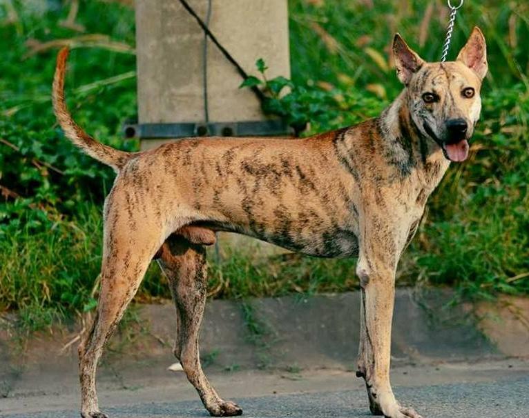 Phu Quoc Ridgeback Dog Breed Image 2