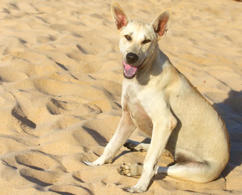 Phu Quoc Ridgeback Dog Breed Image 3