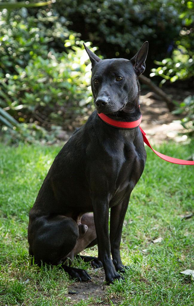 Phu Quoc Ridgeback Dog Breed Image 6