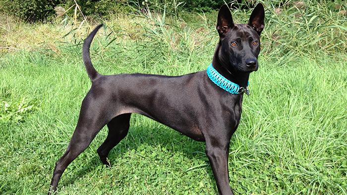 Phu Quoc Ridgeback Dog Breed Image 8