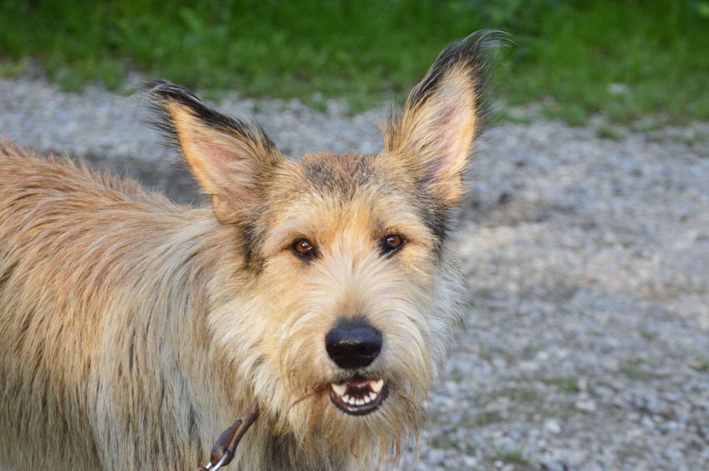 Picardy Shepherd Dog Breed Image 1